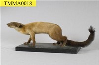 Formosan Yellow-throated Marten Collection Image, Figure 7, Total 12 Figures